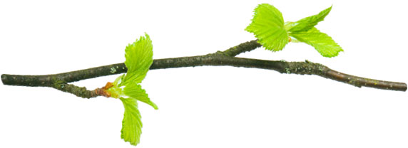 branch with leaves - separator